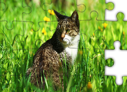 Kot, Trawa, Słońce, Zieleń