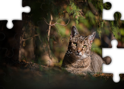 Szary, Kot, Spojrzenie, Cień, Gałęzie