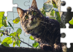 Kot, Drzewo, Gałęzie