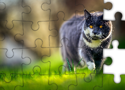 Kot, Miodowe, Oczy, Trawa