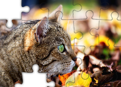 Kot, Spojrzenie, Liście, Światło, Jesień