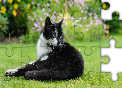 Czarno-biały, Kot, Trawa