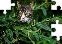 Kotek, Szary, Gałązki, Liście