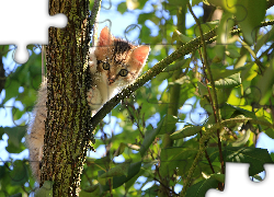 Kotek, Drzewo, Liście