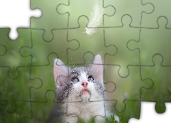 Kot, Pyszczek, Piórko, Rozmyte, Rośliny