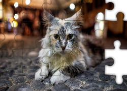 Kot, Mordka, Kamienie