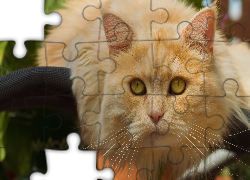 Rudy, Kot, Mordka, Spojrzenie