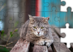 Leżący, Kot, Ławka