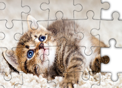 Kot, Dywan, Niebieskie, Oczy, Rozmyte, Tło