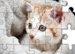 Kotek, Głowa, Kocyk