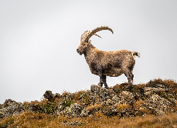 Koziorożec alpejski, Wzgórze