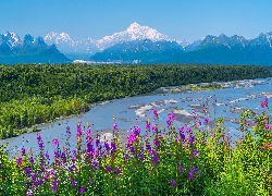 Stany Zjednoczone, Stan Alaska, Park Narodowy Denali, Góry, Kwiaty, Rzeka, Śnieg