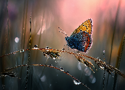 Motyl, Źdźbła, Krople, Trawa, Grafika AI