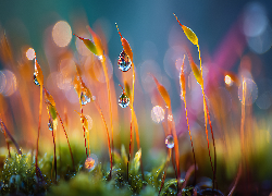 Mech, Krople, Rosa, Makro, Grafika AI