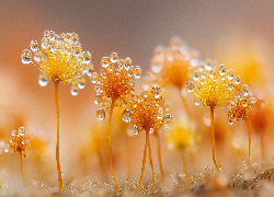 Żółte, Śluzowce, Grzyby, Krople, Rosa, Grafika AI