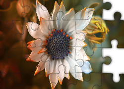 Biały, Kwiat, Białe, Płatki, Krople