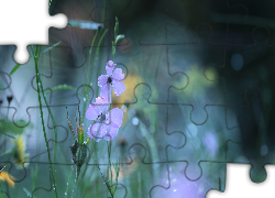 Fioletowe, Kwiatki, Krople, Łąka