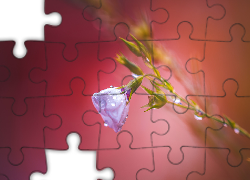 Liliowy, Kwiatek, Woda, Krople