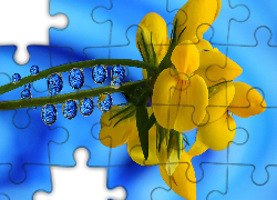 Żółty, Kwiat, Krople