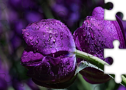 Dwa, Fioletowe, Tulipany, Krople
