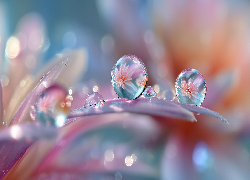 Krople, Płatki, Kwiaty, Makro, Grafika AI