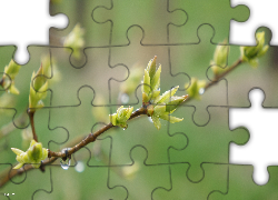 Roślina, Pąki, Gałązka