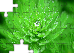 Roślina, Zielona, Krople