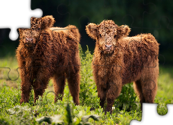 Dwie, Młode, Krówki, Szkocka rasa wyżynna, Highland cattle