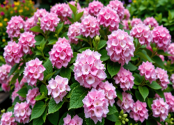 Hortensja, Różowe, Kwiaty, Listki, Krzew