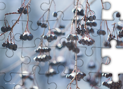 Czarne, Owoce, Krzew