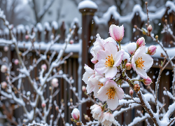 Kwiaty, Ośnieżone, Gałązki, Krzew, Ogrodzenie, Grafika AI