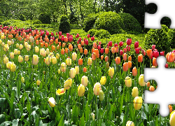 Park, Kwiaty, Kolorowe, Tulipany, Krzewy, Drzewa