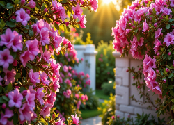 Różowe, Kwiaty, Gałązki, Azalia, Różanecznik, Mur, Ogród
