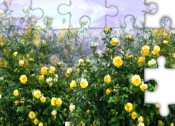 Kwiaty, Krzewy, Żółte, Róże, Grafika