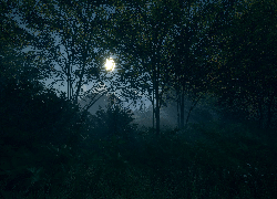 The Hunter Call of the Wild, Księżyc, Drzewa, Noc, Zarośla Gry, PC, XBOX, PS4