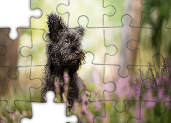 Czarny, Kudłaty, Pies