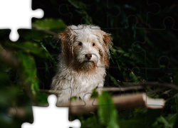 Kudłaty, Pies, Zarośla