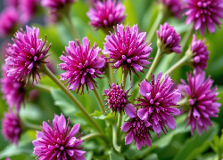 Rozkwitające, Fioletowe, Kwiaty, Zbliżenie