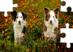 Psy, Kundelek, Border collie, Łąka, Kwiaty