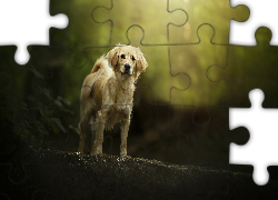 Pies, Kundelek, Rozmyte, Tło