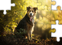 Pies, Kundelek, Krzew, Liście