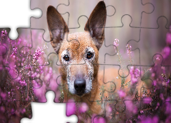 Pies, Kundelek, Mordka, Uszy, Wrzos