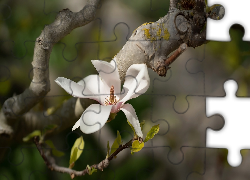 Biały, Kwiat, Magnolia, Gałązka
