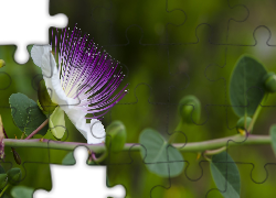 Kwiat, Kapar ciernisty, Pręciki, Gałązka, Listki