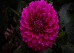 Różowy, Kwiat, Dalia, Ciemne, Tło