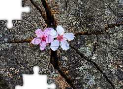 Drzewo, Pień, Kwiaty, Wiśni, Płatki, Różowe