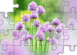 Kwiaty, Szczypiorek, Rozmycie