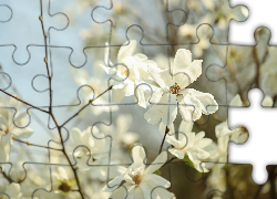 Białe, Magnolie, Kwiaty