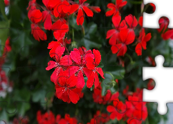 Kwiaty, Czerwona, Pelargonia