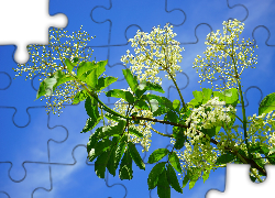 Dziki bez, Kwiaty, Niebo